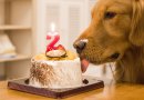Slaví lidé narozeniny svého psa?