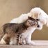 Přátelství psa a kočky top image 12