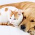 Přátelství psa a kočky top image 11