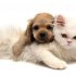 Přátelství psa a kočky top image 10