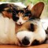 Přátelství psa a kočky top image 9